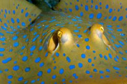 Blue spotted stingrays are always fun to photograph and I... by Kristin Anderson 